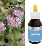 Extrato fluído de Valeriana Officinalis - Valeriana.