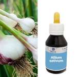 Extrato fluído de Allium Sativum - ALHO